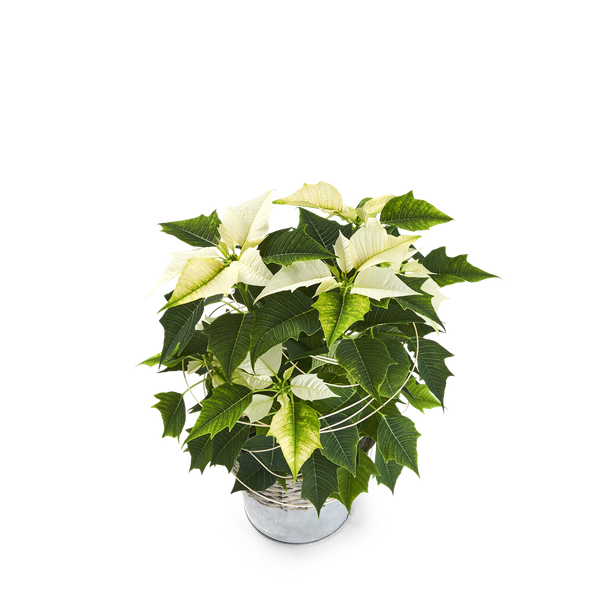 Product impression of the type small