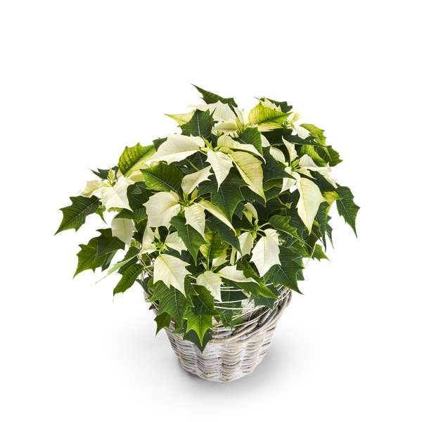 Product impression of the type medium