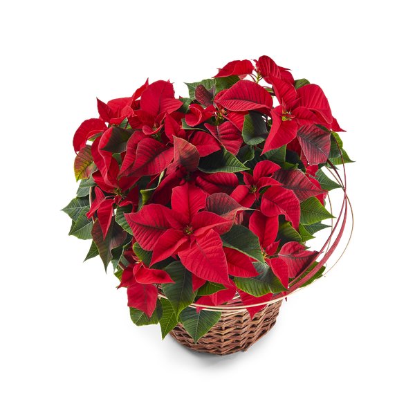 Product impression of the type large