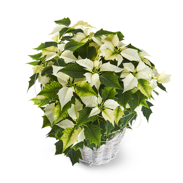 Product impression of the type large