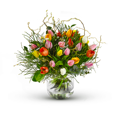 Multi Tulipa