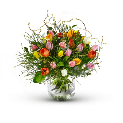 Multi Tulipa