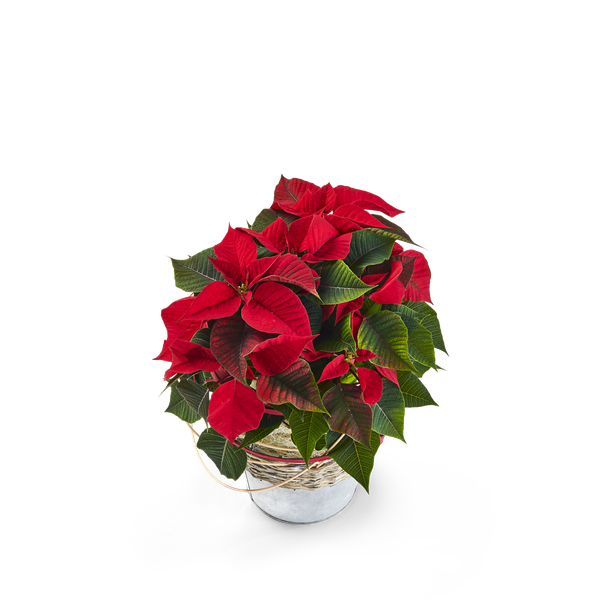 Product impression of the type small