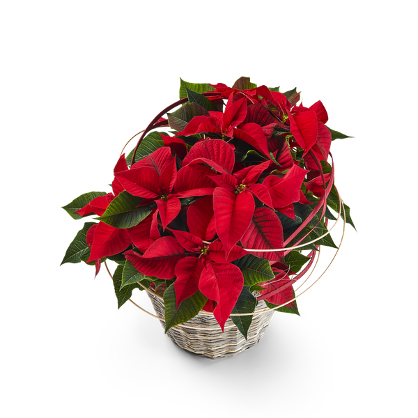 Product impression of the type medium